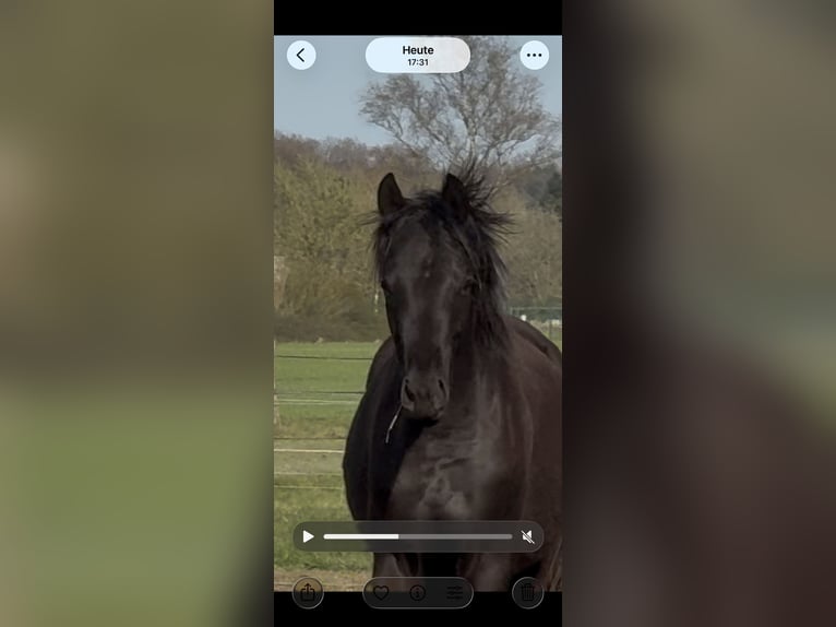 Oldenburg Mare 2 years 16 hh Black in Langwedel