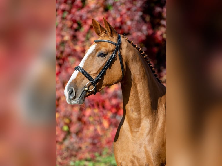 Oldenburg Mare 2 years 16 hh Chestnut-Red in Poznań