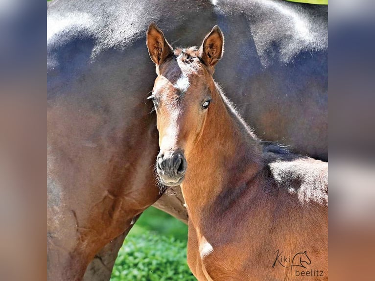 Oldenburg Mare 2 years 16 hh Smoky-Black in Chartres