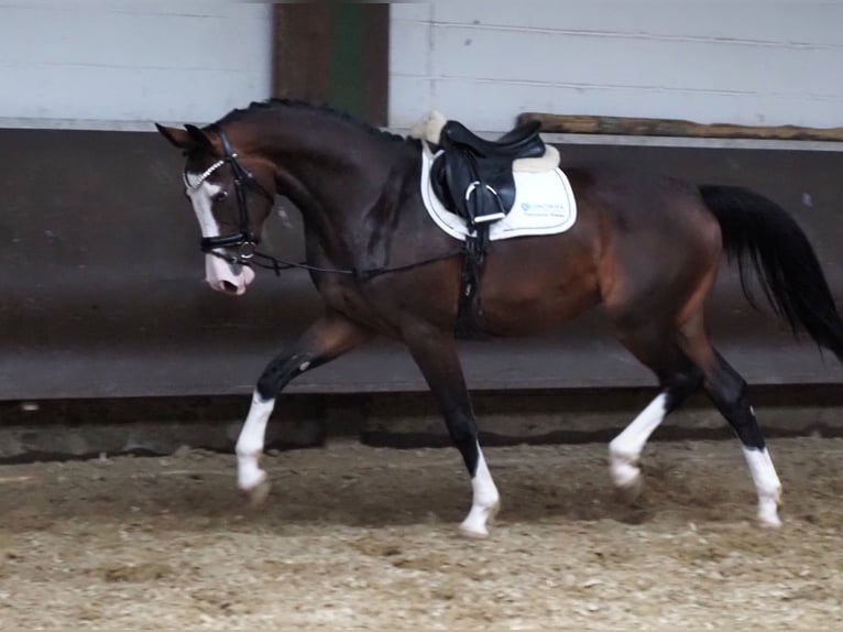 Oldenburg Mare 2 years 16,1 hh Bay-Dark in Bramsche