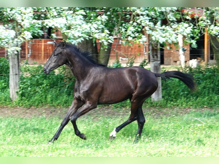 Oldenburg Mare 2 years 16,1 hh Black in Straskov