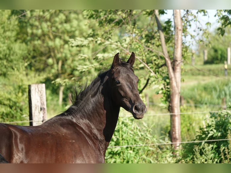 Oldenburg Mare 2 years 16,1 hh Black in Straskov