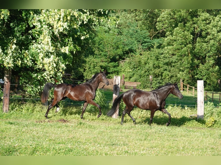 Oldenburg Mare 2 years 16,1 hh Black in Straskov