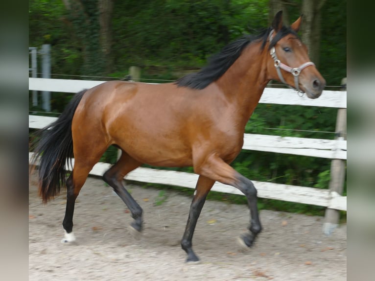 Oldenburg Mare 2 years 16,1 hh Brown in Greifenstein
