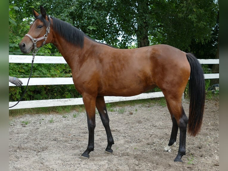 Oldenburg Mare 2 years 16,1 hh Brown in Greifenstein