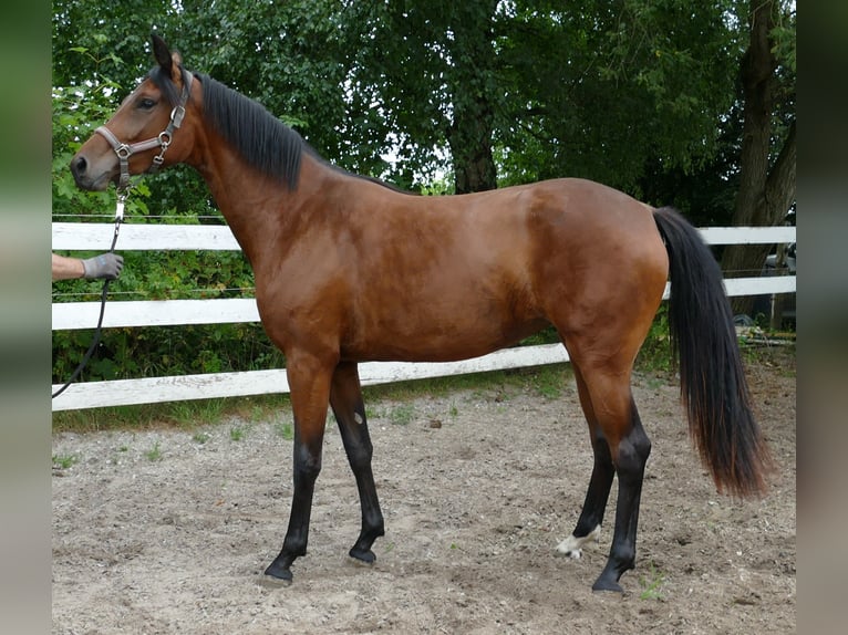 Oldenburg Mare 2 years 16,1 hh Brown in Greifenstein