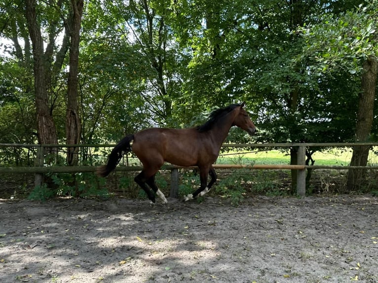 Oldenburg Mare 2 years 16,1 hh Brown in Elsfleth
