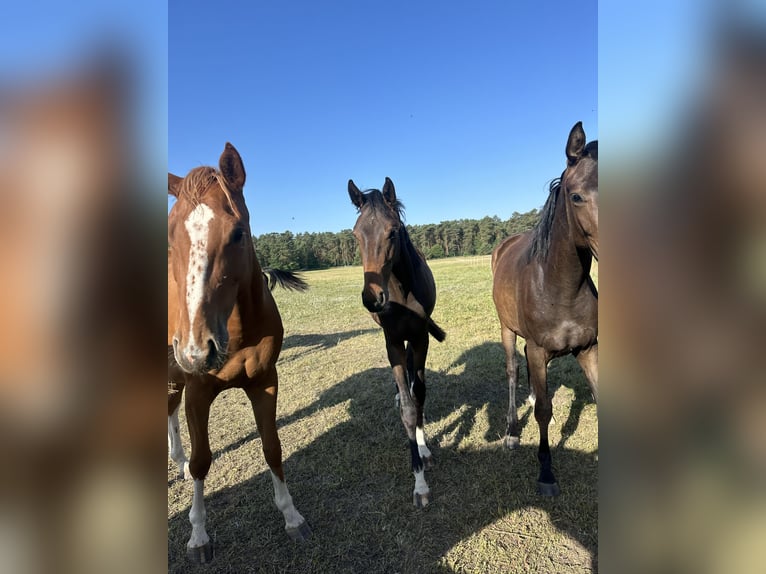 Oldenburg Mare 2 years 16,1 hh Brown in Niemegk
