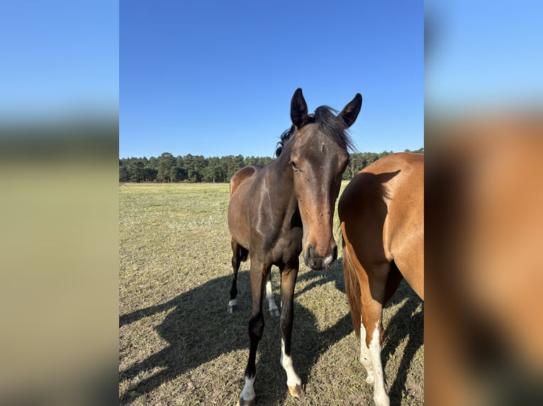 Oldenburg Mare 2 years 16,1 hh Brown in Niemegk