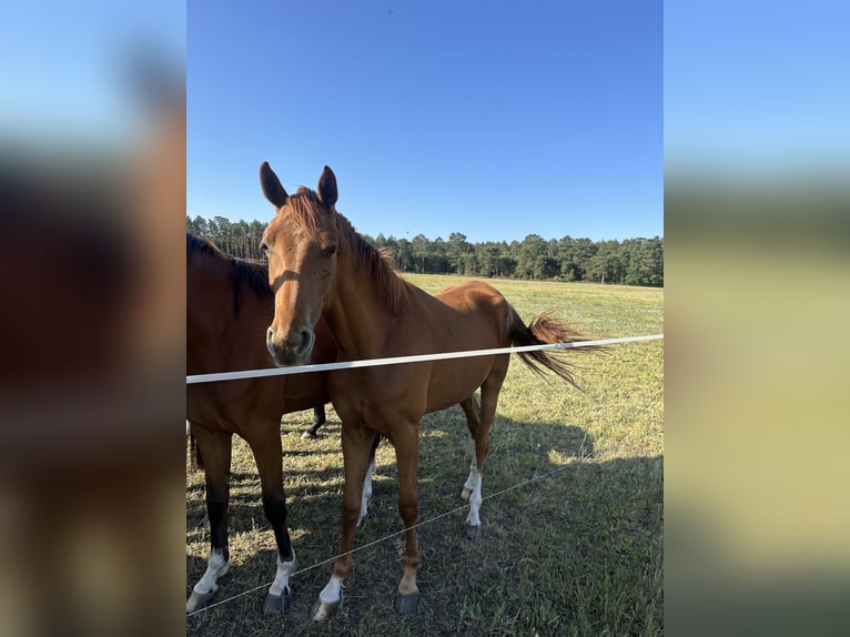 Oldenburg Mare 2 years 16,1 hh Chestnut in Niemegk