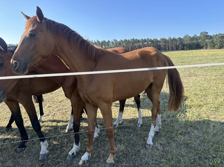 Oldenburg Mare 2 years 16,1 hh Chestnut in Niemegk