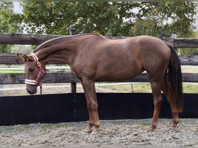 Oldenburg Mare 2 years 16,1 hh Chestnut in Wingst