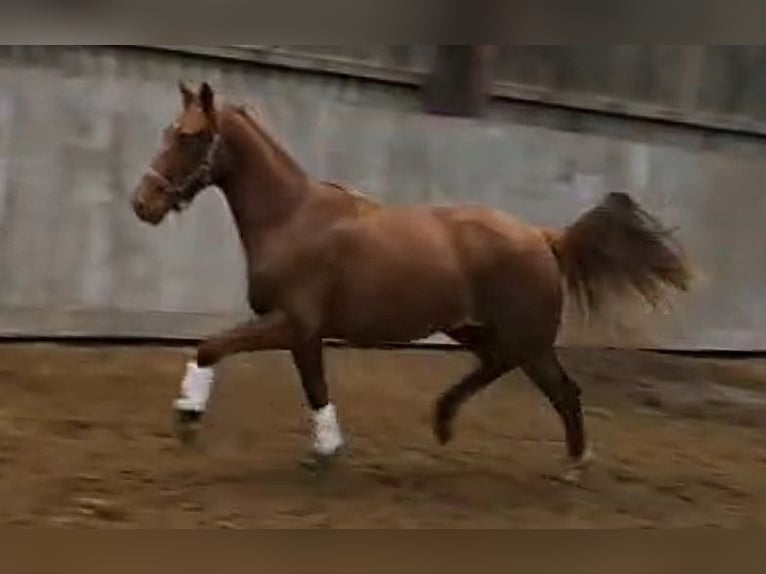 Oldenburg Mare 2 years 16,1 hh  in Wittmund