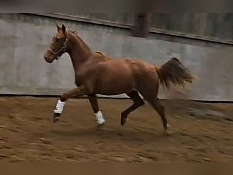 Oldenburg Mare 2 years 16,1 hh  in Wittmund