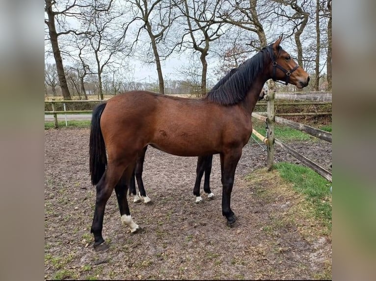 Oldenburg Mare 2 years 16,2 hh Brown in Hude (Oldenburg)