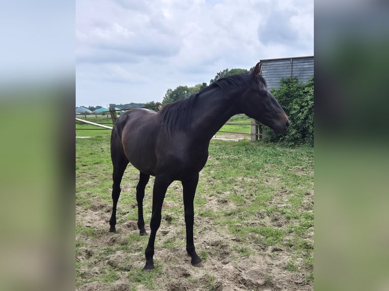 Oldenburg Mare 2 years 16,2 hh Smoky-Black in Ehrenburg