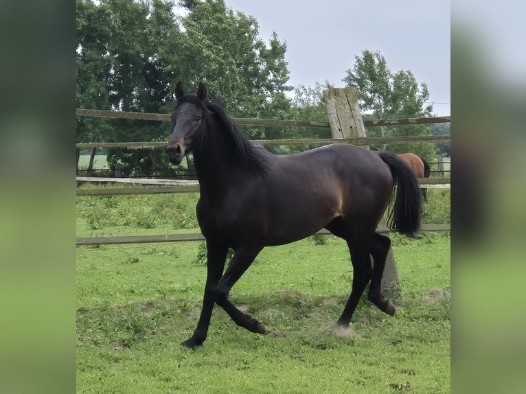 Oldenburg Mare 2 years 16,2 hh Smoky-Black in Ehrenburg