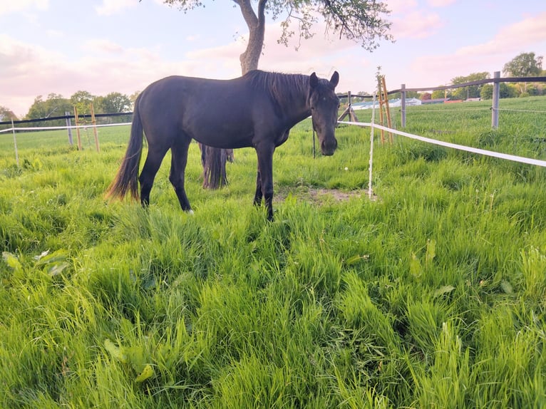 Oldenburg Mare 2 years 16,3 hh Bay-Dark in Cappeln (Oldenburg)