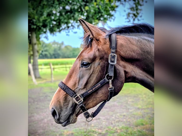 Oldenburg Mare 2 years 16,3 hh Bay-Dark in Gro&#xDF;enkneten