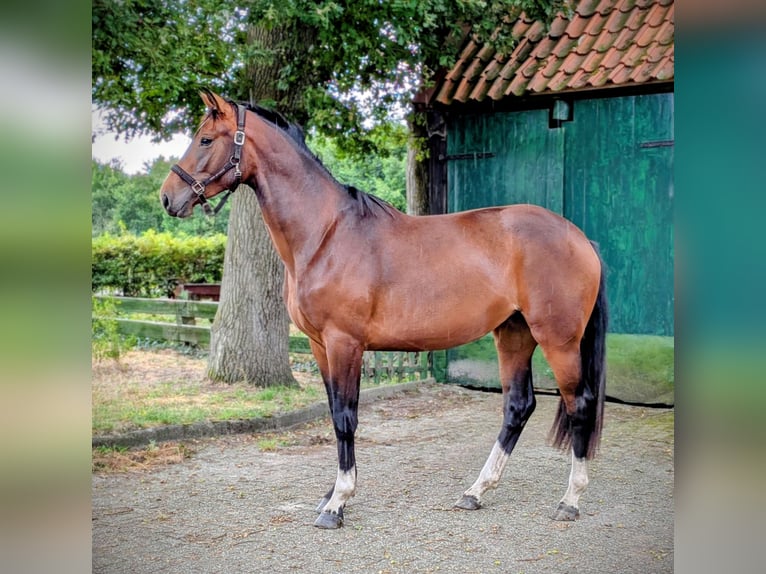 Oldenburg Mare 2 years 16,3 hh Bay-Dark in Gro&#xDF;enkneten