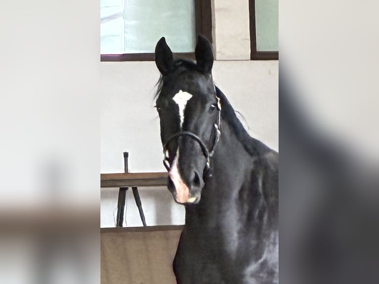 Oldenburg Mare 2 years 16,3 hh Black in Bad F&#xFC;ssing
