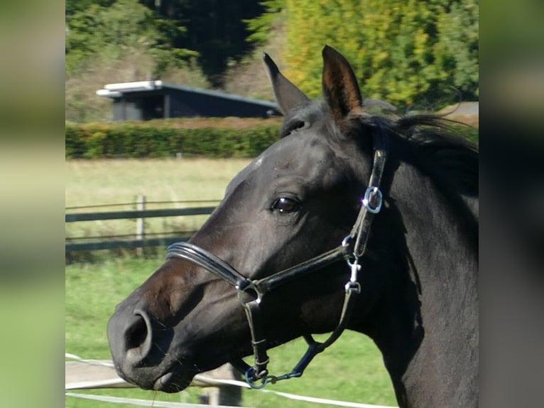 Oldenburg Mare 2 years 17 hh Black in Greifenstein