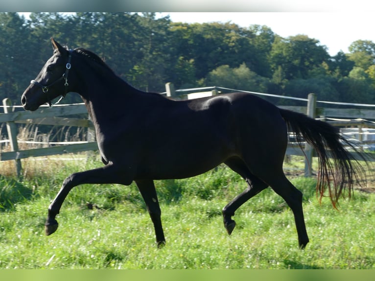 Oldenburg Mare 2 years 17 hh Black in Greifenstein