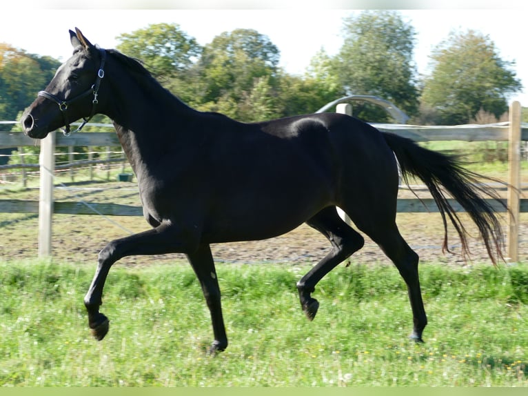 Oldenburg Mare 2 years 17 hh Black in Greifenstein