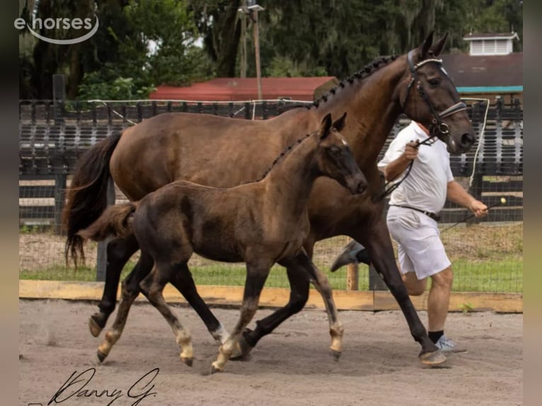 Oldenburg Mare 2 years 17 hh Black in Clermont