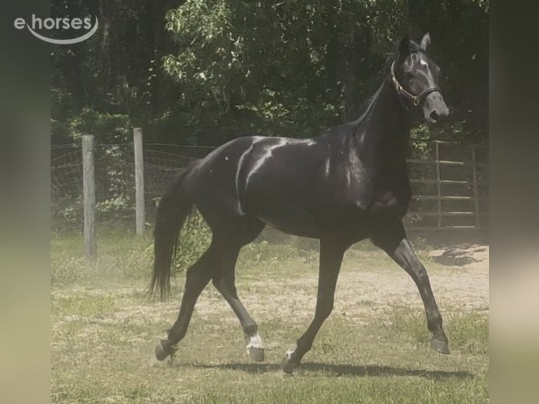 Oldenburg Mare 2 years 17 hh Black in Clermont