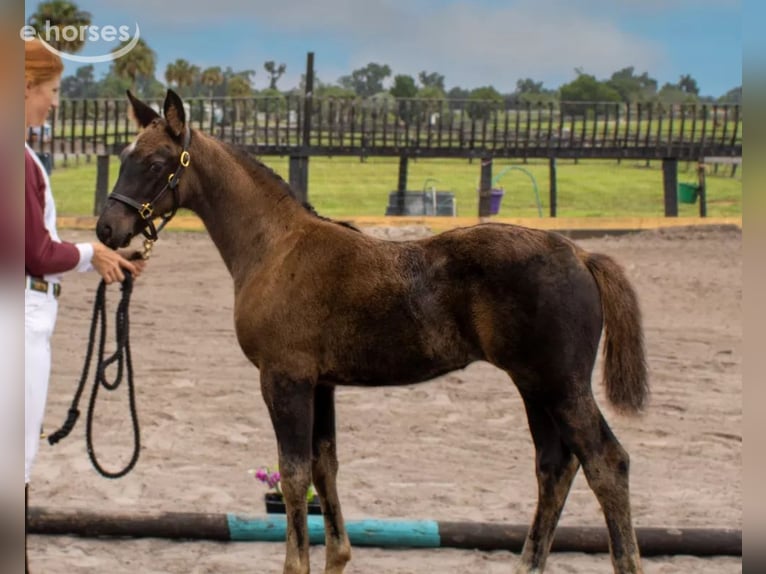 Oldenburg Mare 2 years 17 hh Black in Clermont
