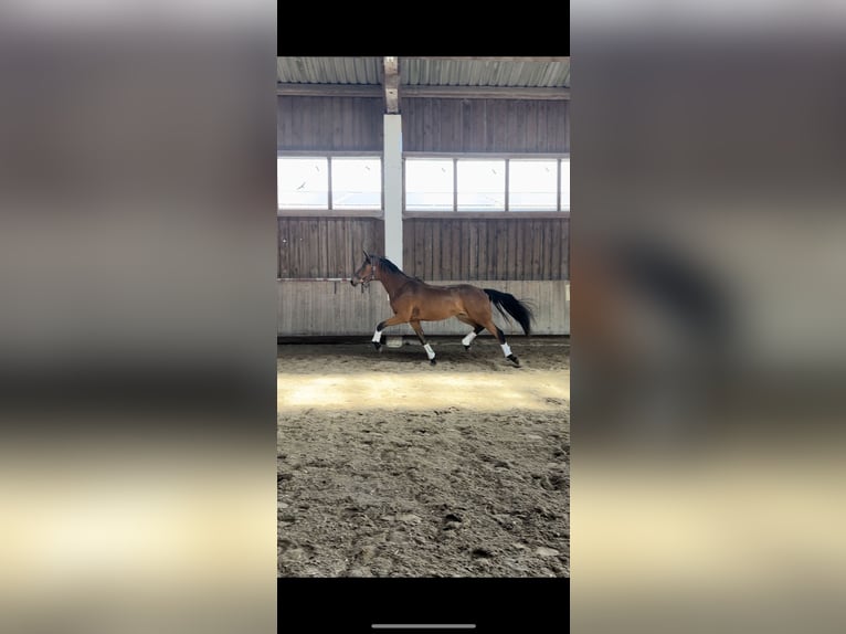 Oldenburg Mare 2 years 17 hh Brown in Edling