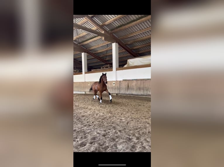 Oldenburg Mare 2 years 17 hh Brown in Edling