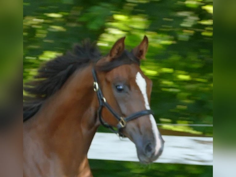 Oldenburg Mare 2 years 17 hh Chestnut in Greifenstein