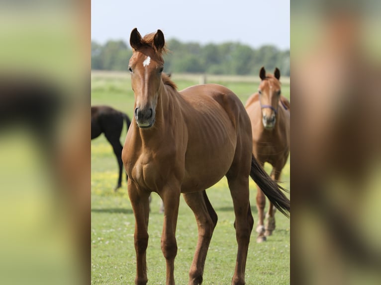 Oldenburg Mare 2 years 17 hh Chestnut-Red in Belgern