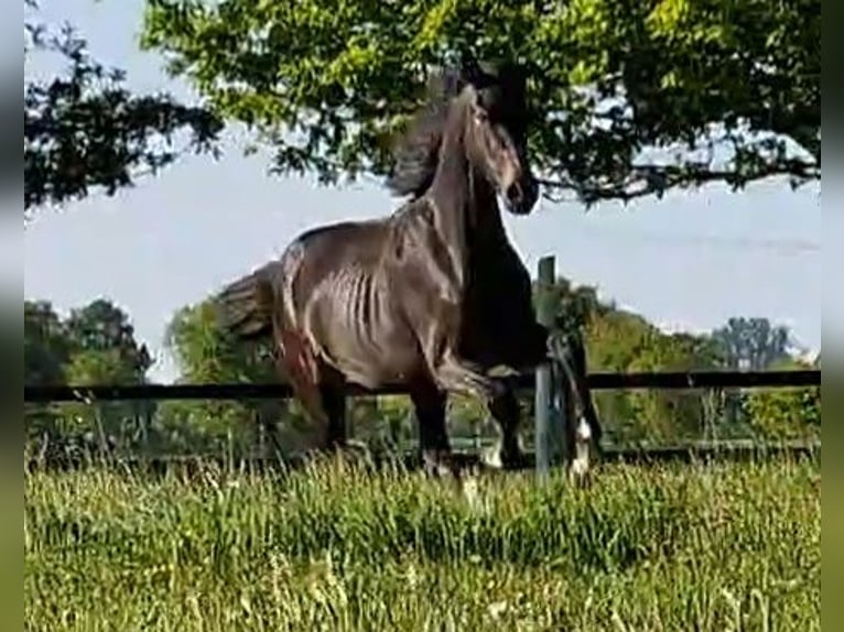 Oldenburg Mare 2 years 17 hh Smoky-Black in Wittmund