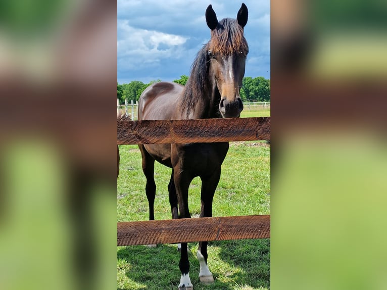 Oldenburg Mare 2 years 17 hh Smoky-Black in Wittmund