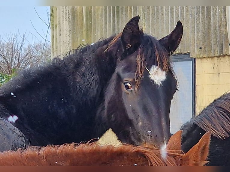 Oldenburg Mare 2 years 17 hh Smoky-Black in Wittmund