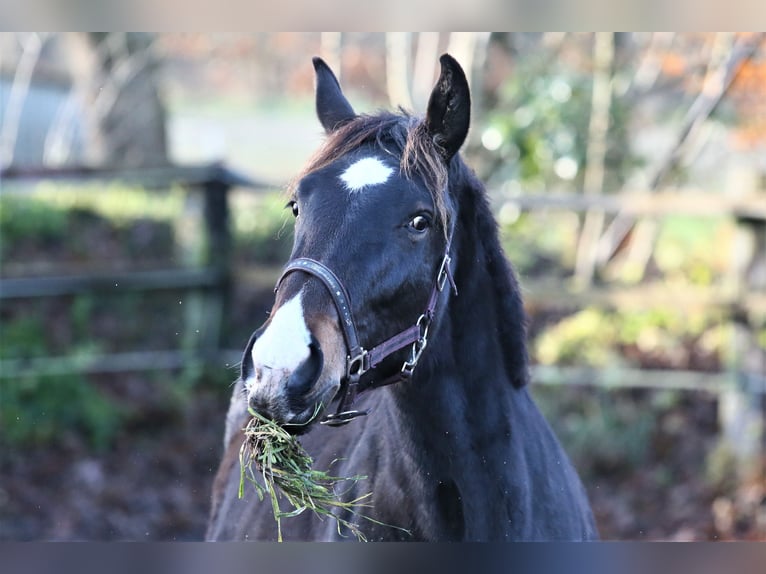 Oldenburg Mare 2 years 17 hh Smoky-Black in Wittmund