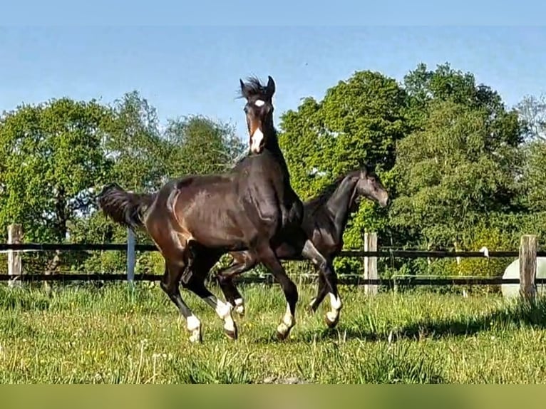 Oldenburg Mare 2 years 17 hh Smoky-Black in Wittmund