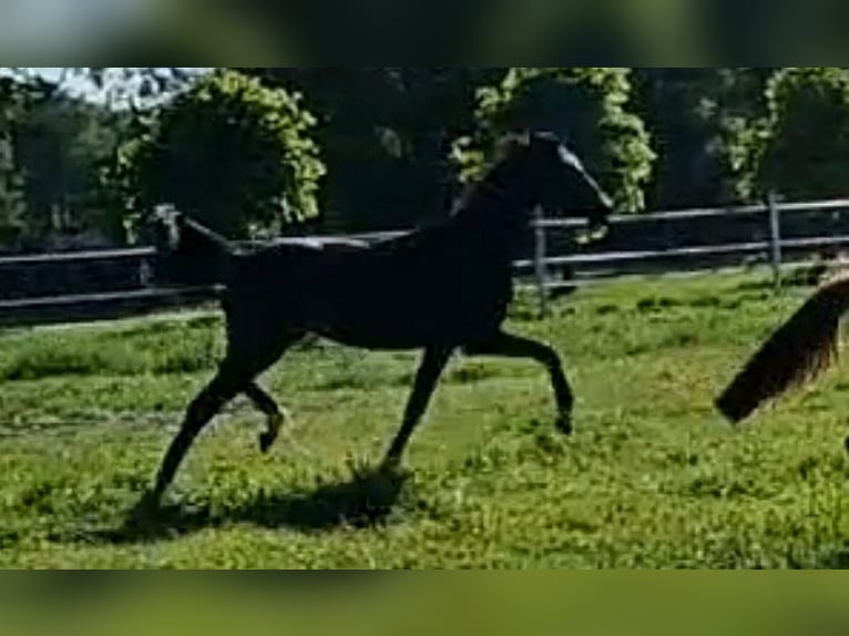 Oldenburg Mare 2 years 17 hh Smoky-Black in Wittmund