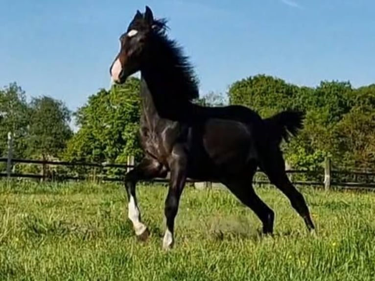 Oldenburg Mare 2 years 17 hh Smoky-Black in Wittmund