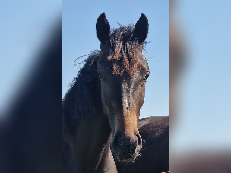 Oldenburg Mare 2 years 17 hh Smoky-Black in Wittmund