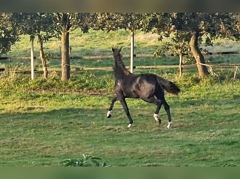 Oldenburg Mare 2 years 17 hh Smoky-Black in Wittmund