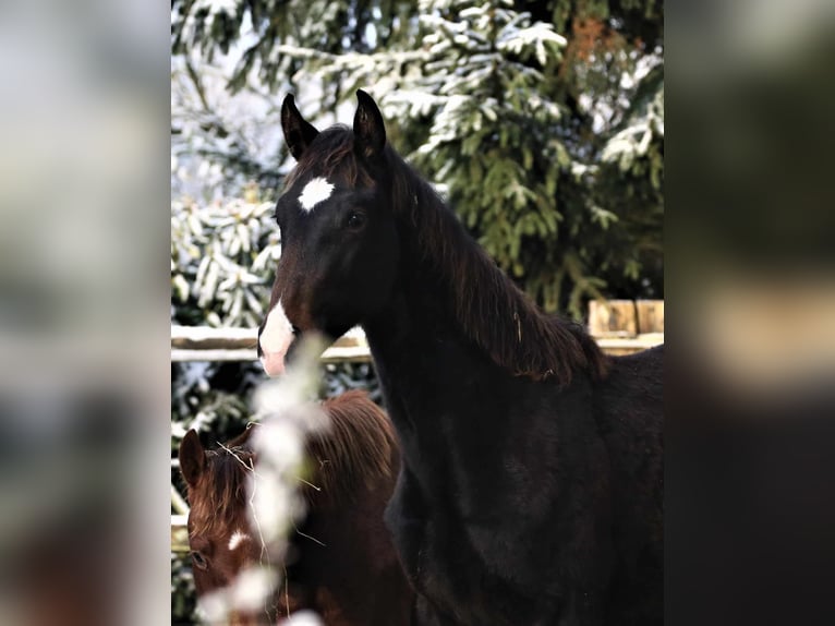 Oldenburg Mare 2 years 17 hh Smoky-Black in Wittmund