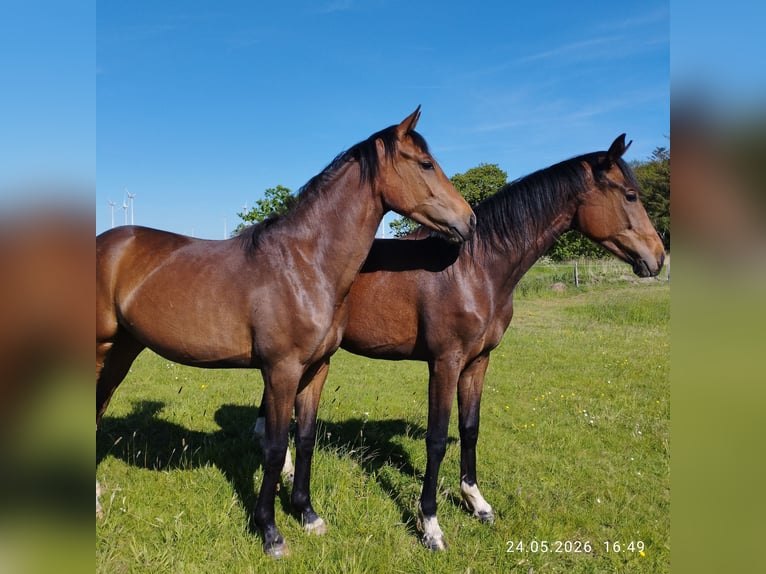 Oldenburg Mare 2 years Bay-Dark in Großheide Westerende