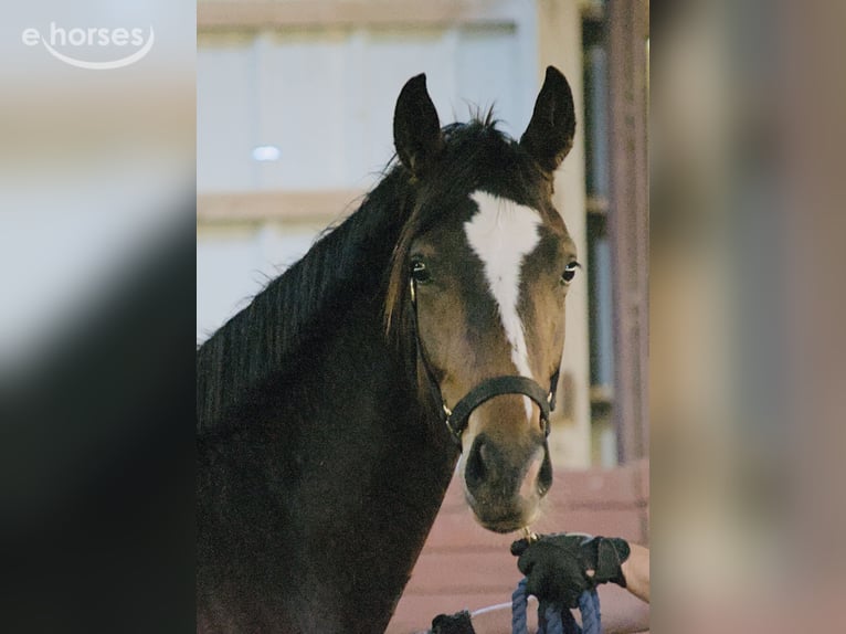 Oldenburg Mare 2 years Bay-Dark in Lawrenceburg