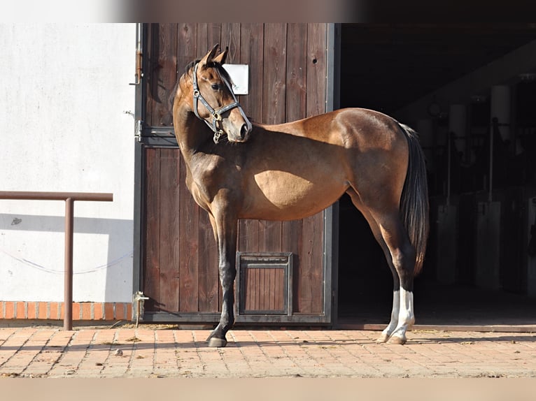 Oldenburg Mare 2 years Bay-Dark in Grabówka