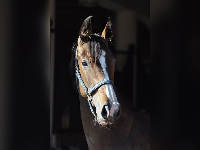 Oldenburg Mare 2 years Bay-Dark in Grabówka