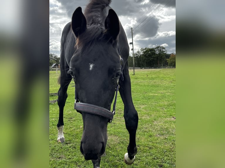 Oldenburg Mare 2 years Black in Altenberge